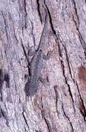 Lygodactylus verticillatus