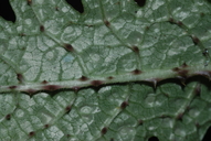 Cyanea stictophylla
