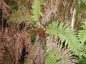 Sadleria squarrosa