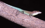 Anolis lividus