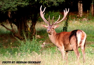 Maral Red Deer