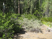 Rhamnus california ssp. crassifolia