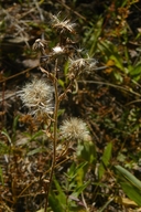 Eurybia integrifolia
