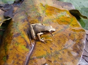 Long-fingered Frog
