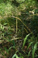 Slender Wheatgrass