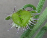 Hackelia brevicula