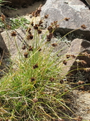 Carex haydeniana