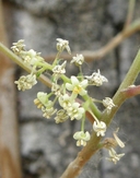 Toxicodendron radicans ssp. divaricatum