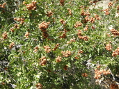 Rhus microphylla