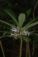 Cyanea stictophylla