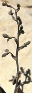 Thalictrum alpinum