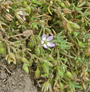 Spergularia macrotheca var. macrotheca