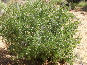 Rhus aromatica var. simplicifolia