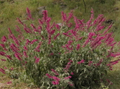 Salvia townsendii