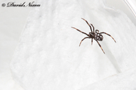 Mediterranean Black Widow Spider