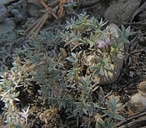 Astragalus kentrophyta var. tegetarius