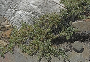 Galium hypotrichium ssp. inyoense