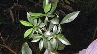 Rauvolfia grandiflora