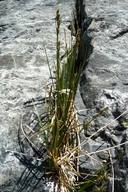 Carex phaeocephala