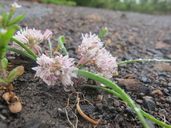 Allium crenulatum
