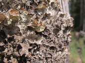 Ragged Lichen