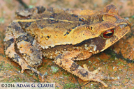 Large-crested Toad