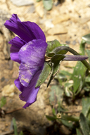 Viola calcarata ssp. villarsiana