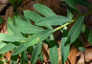 Euphorbia oblongata