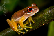 Red-eyed Stream Frog