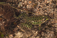 Pelophylax perezi