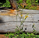 Crepis intermedia