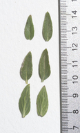 Monardella linoides ssp. oblonga