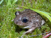 Common Spade Foot Toad