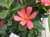 Camellia azalea