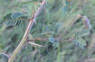 Prosopis reptans var. cinerascens
