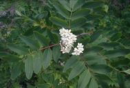 Sorbus sitchensis var. grayi