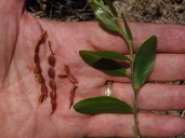 Acacia bivenosa