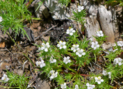 Navarretia intertexta ssp. propinqua