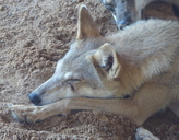Canis lupus arabs