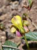 Viola purpurea ssp. purpurea