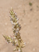 Prairie Cottonweed