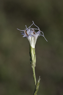 Garberia heterophylla
