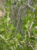 Schaefferia cuneifolia