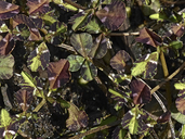 Trifolium lilacinum