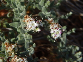 Cressa truxillensis