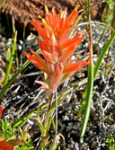 Castilleja hispida ssp. brevilobata