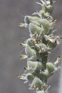 Astragalus bigelovii