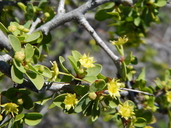 Colubrina viridis