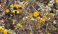 Fremontodendron -californicum