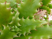 Aloe congolensis